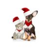 3-Piece Adjustable Cat Santa Hat with Scarf Christmas Pet Outfit for Cats and Dogs Gift