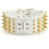 3" Wide Gold Spiked Leather Dog Collar for Large and Medium Breeds White