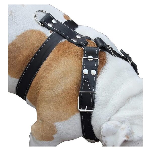 35 Chest 5 Wide Straps Pitbull Boxer Durable Adjustable Leather Harness