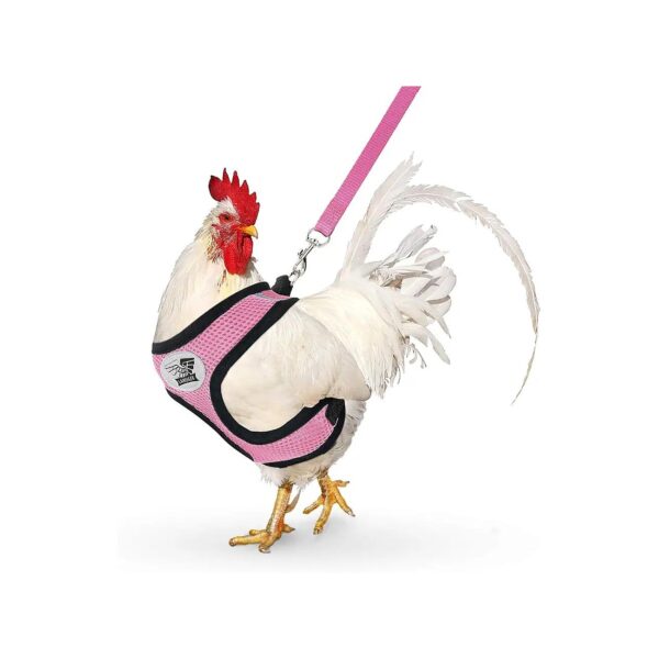 Adjustable Chicken Harness with Adjustable Straps for Pet Comfort