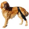 Adjustable Dog Knee Support for All Types of Knee and Leg Injuries and Conditions