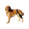 Adjustable Dog Knee Support for Front or Hind Leg Injury Recovery