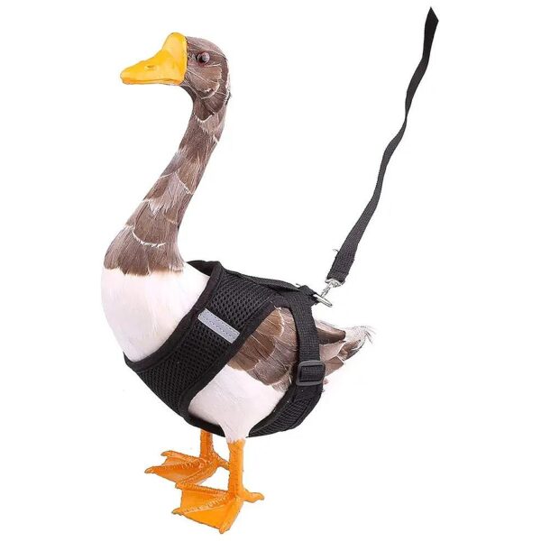 Adjustable Duck Harness with 4ft Leash for Training and Walking Black Size L