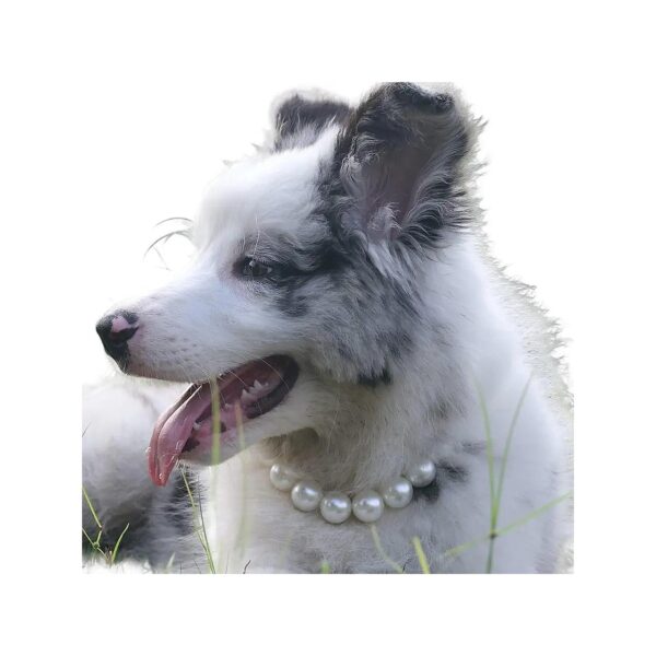 Adjustable Pearl Dog Necklace for Dogs of All Shapes and Sizes