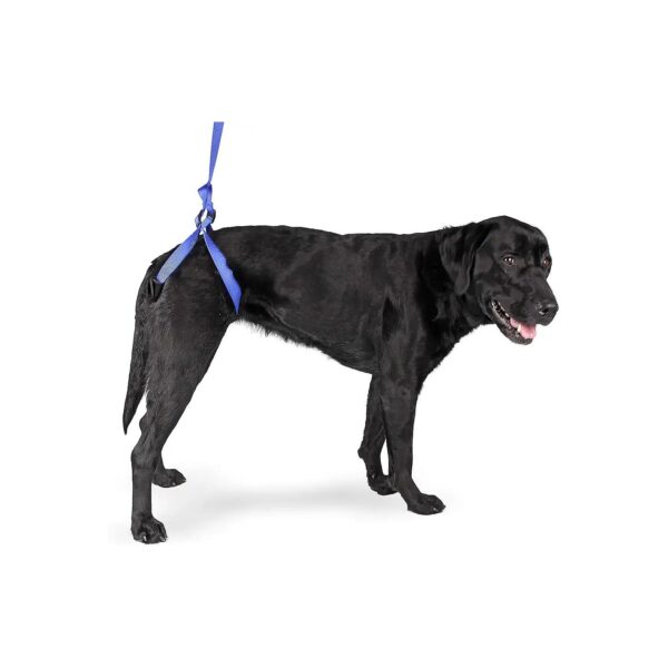 Adjustable Rear Support Harness for Dogs with Arthritis Joint Injuries Rehab