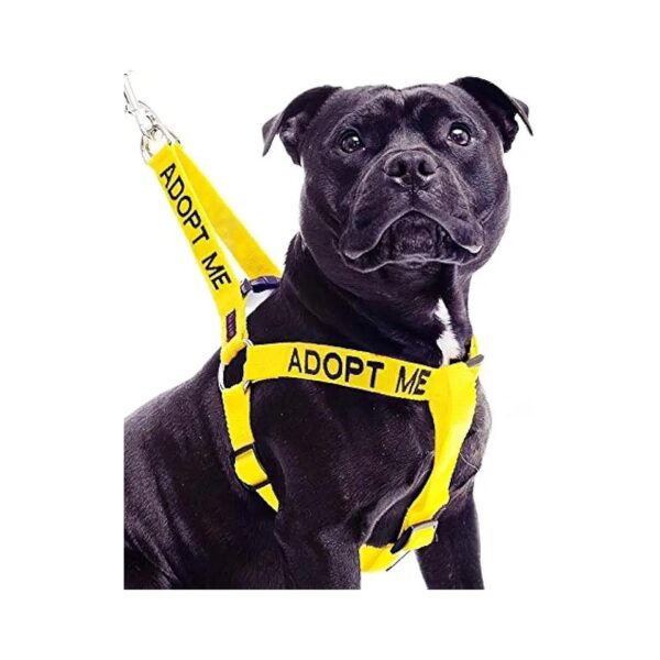 Adopt Me Yellow Color Coded Friendly Dog Harness Size L-XL Nylon for Charity Donation