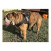 Big Dog Camouflage No Pull Harness Size XLarge with Easy Lever Buckles