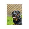 Black/Black Leather Metal Dog Muzzle for Rottweiler, Mastiff, and Golden Retriever Breeds