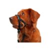 Black No Pull Dog Head Collar for Small Medium and Large Dogs with Nose Leash