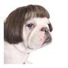 Black and Brown Pet Wigs for Dogs and Cats, Party Accessories for Halloween and Christmas