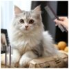 Cat Comb For Long and Short Hair Pet Combing Tool