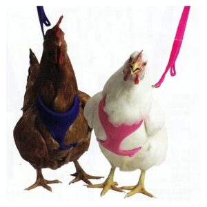 Chicken Harness Hen Size Plus 6FT Matching Chicken Leash Solid Mesh Buckled