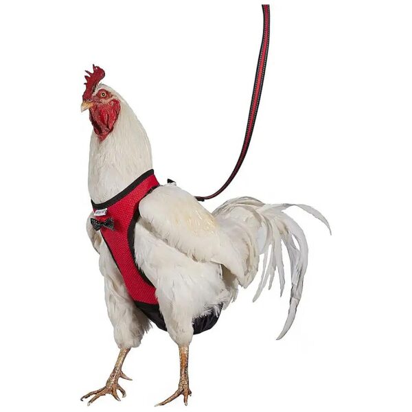 Chicken Walking and Training Harness Diaper Set with Versatile Red Medium Size