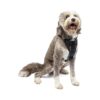 Comfortable Dog Walking Harness with No-Pull Training Clip and Car Seat Belt Included