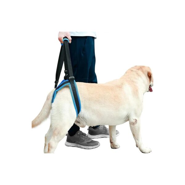 Comfortable Support Harness for Dogs with Joint Injuries and Rehabilitation