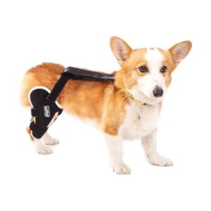 Compact Dog Knee Orthosis for Stability and Relief from ACL/CCL Injuries