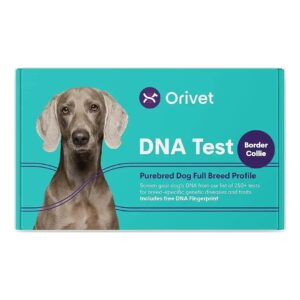 Complete Border Collie DNA Profile - Genetic Testing for Over 250 Health and Trait Risks