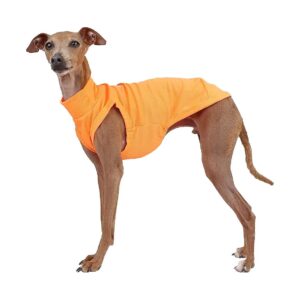 Cool and Protective Italian Greyhound Swimsuit Rashguard for Italian Greyhounds