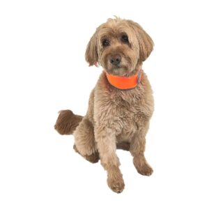 Cooling Collar for Medium Dogs - Orange and Reflective with Re-Freezable Ice Strips