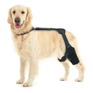 Cruciate Ligament Injury Support for Dog Legs with CCL Bracing