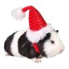 Cute Christmas Pet Santa Hat for Small Animals like Guinea Pigs Kitten Bunny