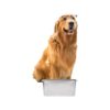 Dishwasher Safe 5 Gallon Large Dog Food Bowl Made of Stainless Steel