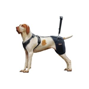 Dog Hip Support Bracing System for Hip Dysplasia, Arthritis, and Joint Pain