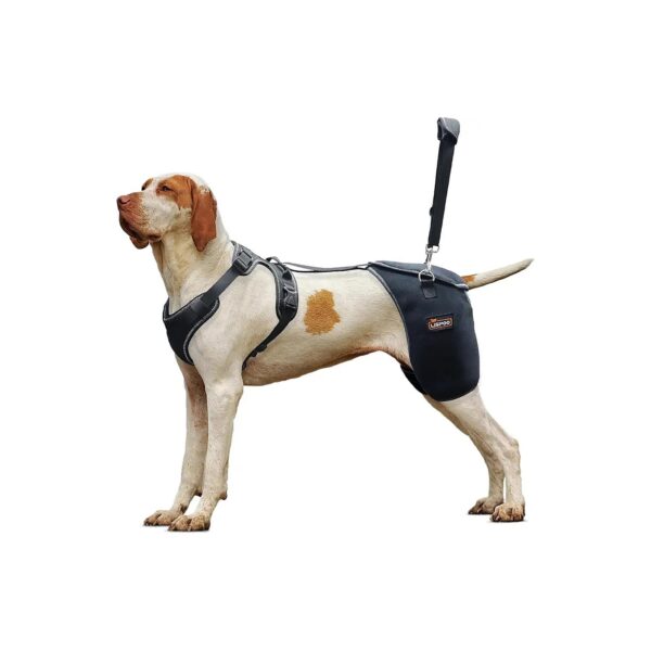 Dog Hip Support Bracing System for Hip Dysplasia, Arthritis, and Joint Pain