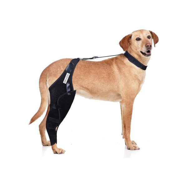 Dog Knee Support for Enhanced Recovery and Reduced Pain