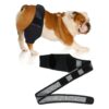 Dog Knee Support for Torn ACL Hind Leg Relieves Joint Pain and Inflammation