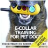 Effective E-Collar Training for Pet Dogs