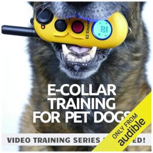 Effective E-Collar Training for Pet Dogs