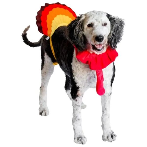 Elastic Turkey Neck and Adjustable Tail Feather Dog Costume for Thanksgiving