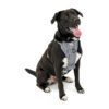 Everyday Dog Running Harness with Quick Release Buckles - Lightweight, No-Pull Training