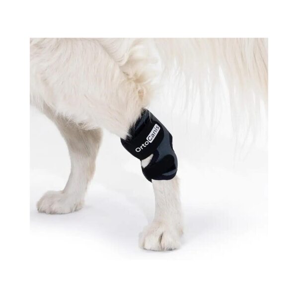 External Hock Support for Rapid Recovery and Stability in Dogs with Osteoarthritis