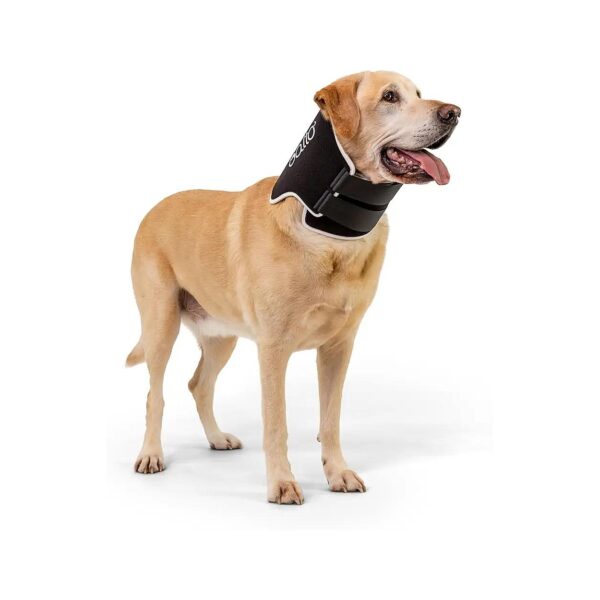 Friendly Dog Recovery Collar with Padded Neck and Body Protection for Wounds and Rashes