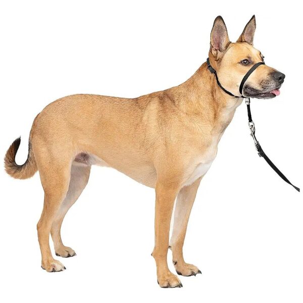 Gentle Leader No-Pull Dog Headcollar for Improved Walks and Directions