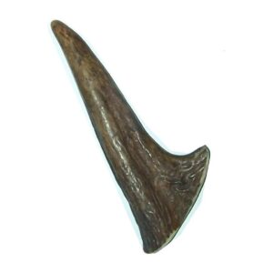 Gently Fresh Moose Antler Point Chew for Large and Medium Sized Dogs with Strong Jaws