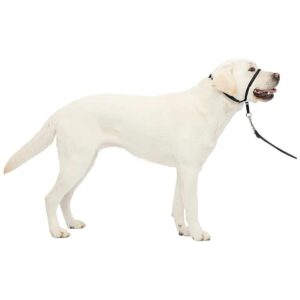 Get a Grip on Pulling - Veterinary-Recommended No-Pull Dog Headcollar for Better Walking