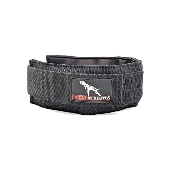 HD Weighted Dog Collar with Proven Strength, Power, and Endurance Training