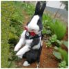 Handsome Plaid Collar for Rabbits Little Dogs Cats Medium Size with Leash