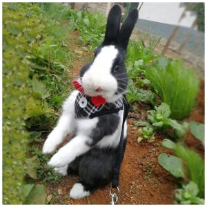 Handsome Plaid Collar for Rabbits Little Dogs Cats Medium Size with Leash