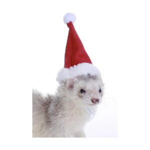 Holiday Pet Santa Hat for Ferret and Small Animal Owners