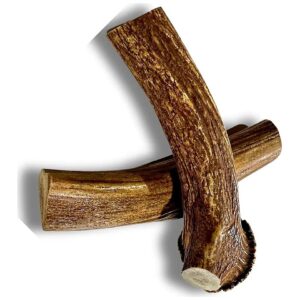 Huge Dog Chew Bone - Jumbo XXL Red Deer Antlers Naturally Shed Long Ending Chew