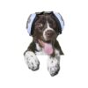 Incredible Noise Protection Earmuffs for Dogs Dog Paw Pattern Noise Canceling Headphones