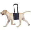 Injured, or Arthritis Dogs with Hind Leg Support