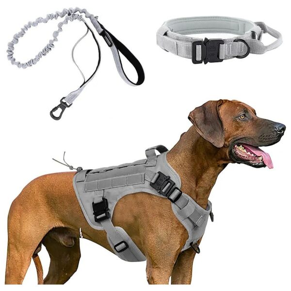 Inspired Dog Gear for Medium Dogs - Heavy Duty Leash and Collar - Comfortable and Safe