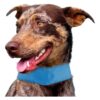 Keep Your Dog Cool with this Adjustable Cooling Neck Wrap featuring Cooling Ice Pack