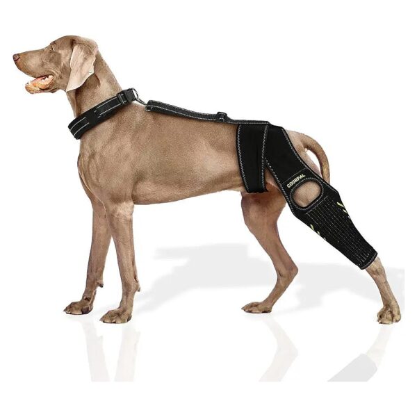 Knee Crutches for Dog Injury Recovery with Courpal ACL CCL Hind Leg Braces