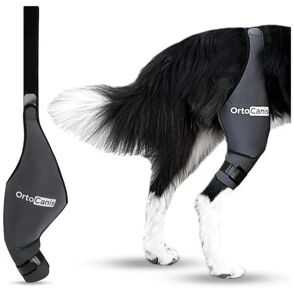 Knee Support Bracing for Dogs with Osteoarthritis Cruciate Lig